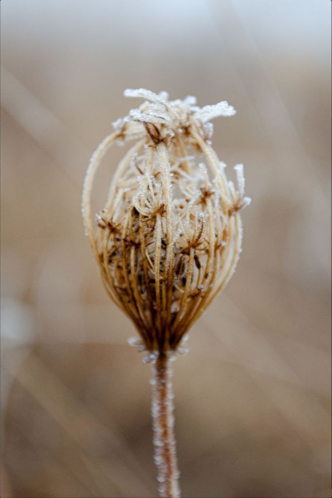 Winter Queen Anne's Lace