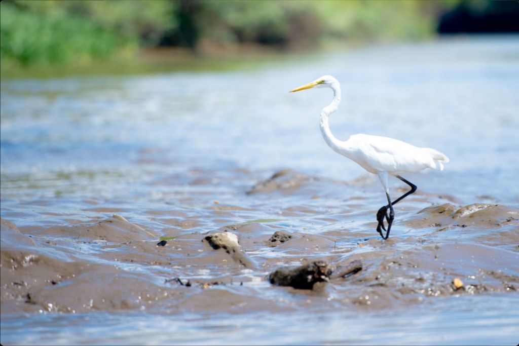 Wading Egret