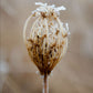 Winter Queen Anne's Lace