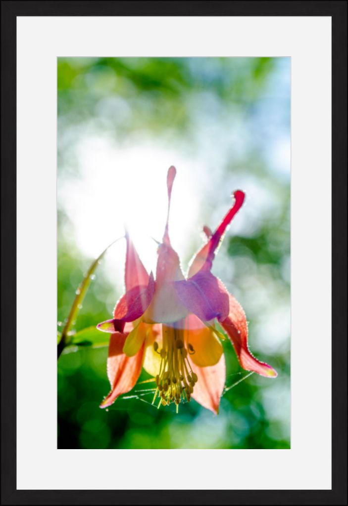 Wild Honeysuckle