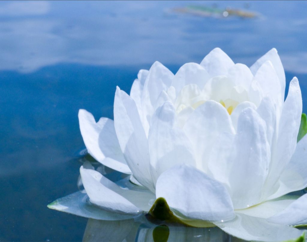 White Waterlily