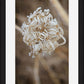 Winter Queen Anne's Lace 2