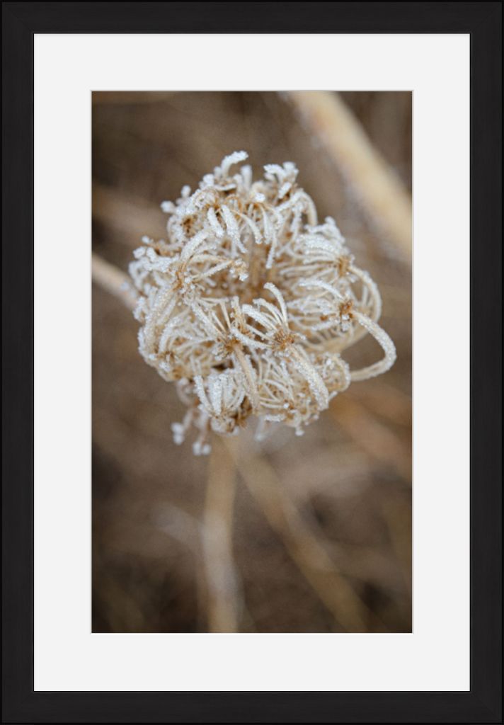 Winter Queen Anne's Lace 2