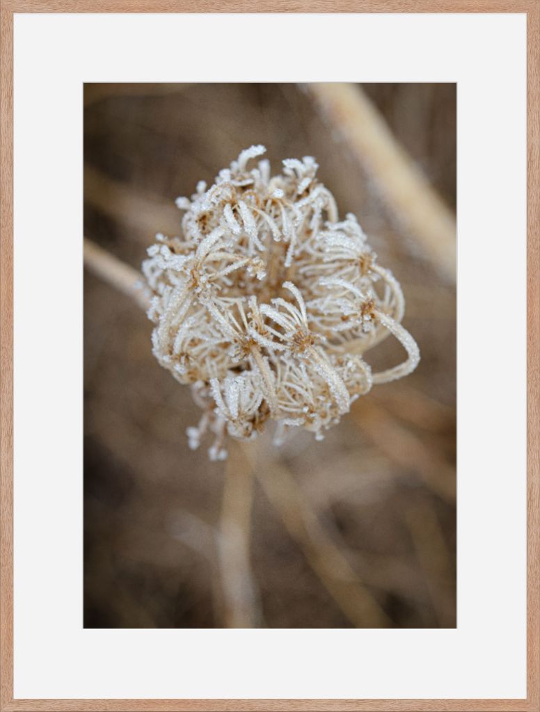 Winter Queen Anne's Lace 2