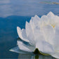 White Waterlily