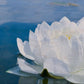 White Waterlily
