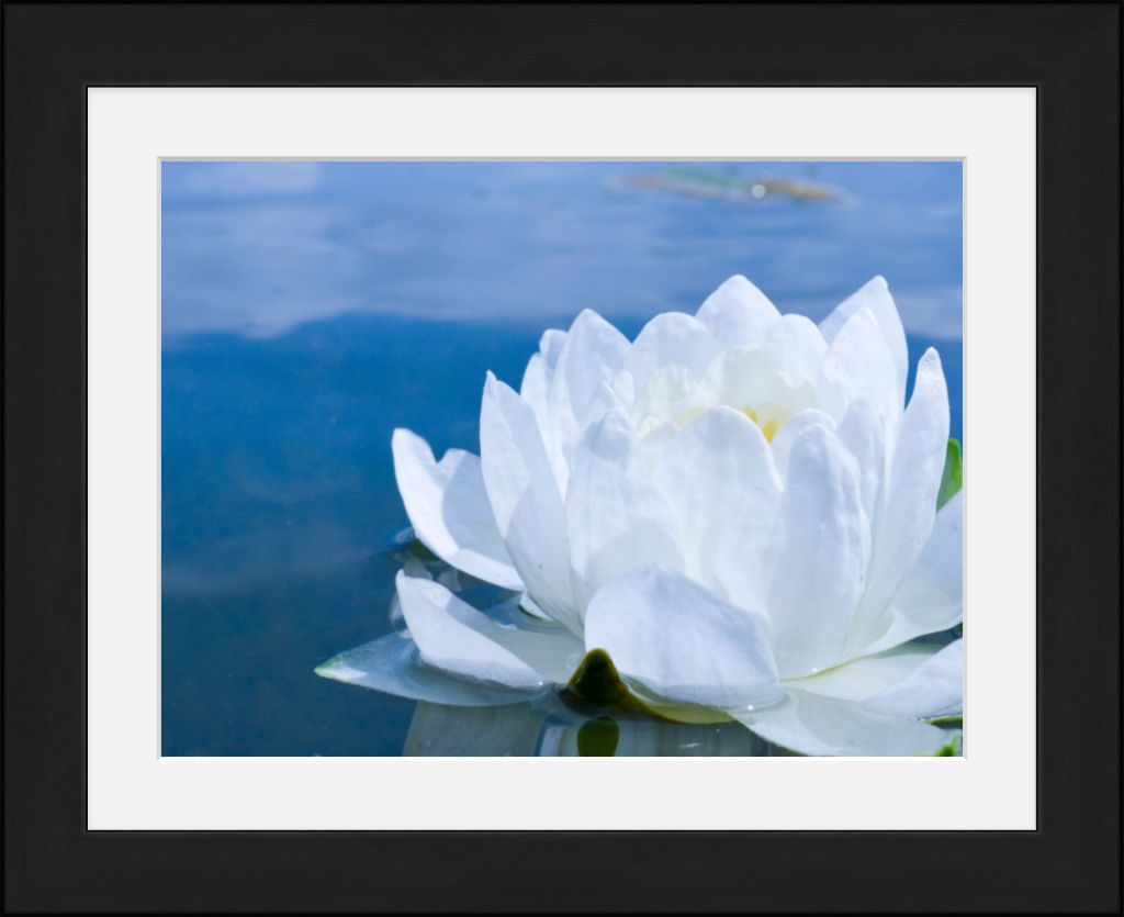 White Waterlily