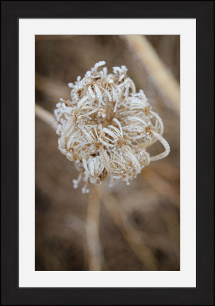 Winter Queen Anne's Lace 2