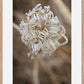 Winter Queen Anne's Lace 2