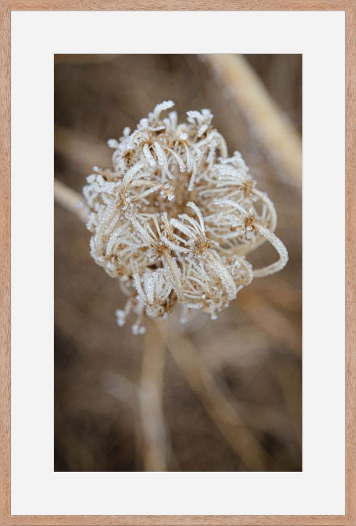 Winter Queen Anne's Lace 2