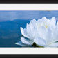 White Waterlily