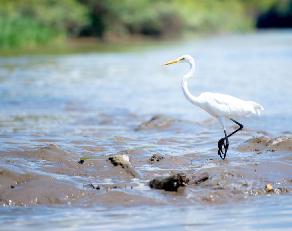 Wading Egret