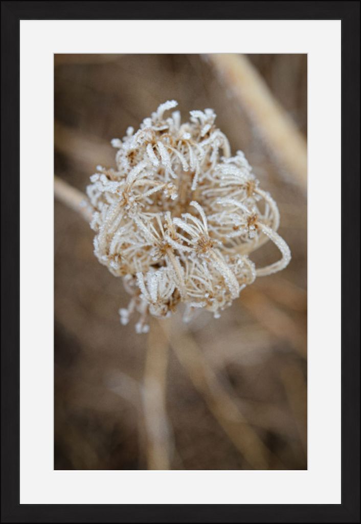 Winter Queen Anne's Lace 2