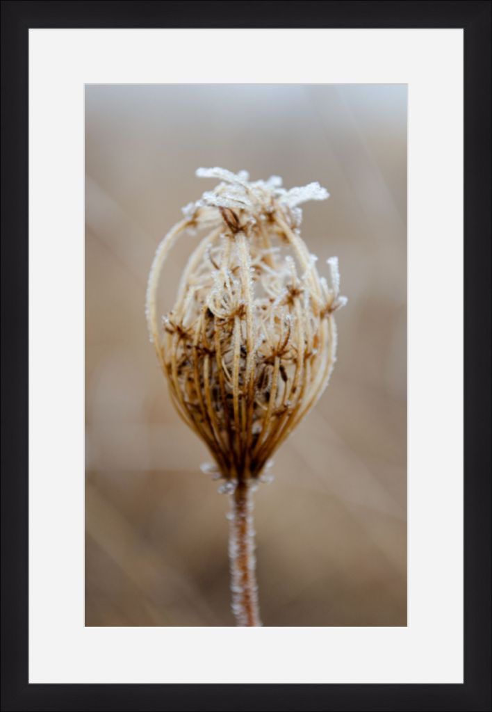 Winter Queen Anne's Lace