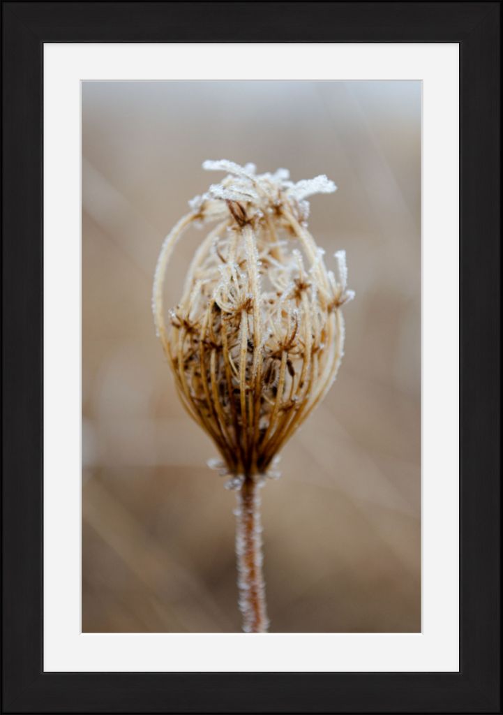 Winter Queen Anne's Lace