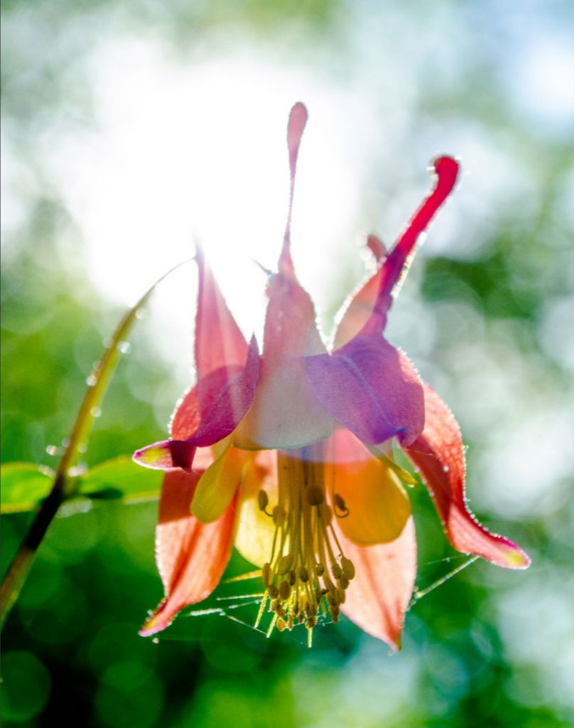 Wild Honeysuckle