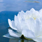 White Waterlily