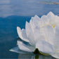 White Waterlily