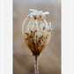 Winter Queen Anne's Lace
