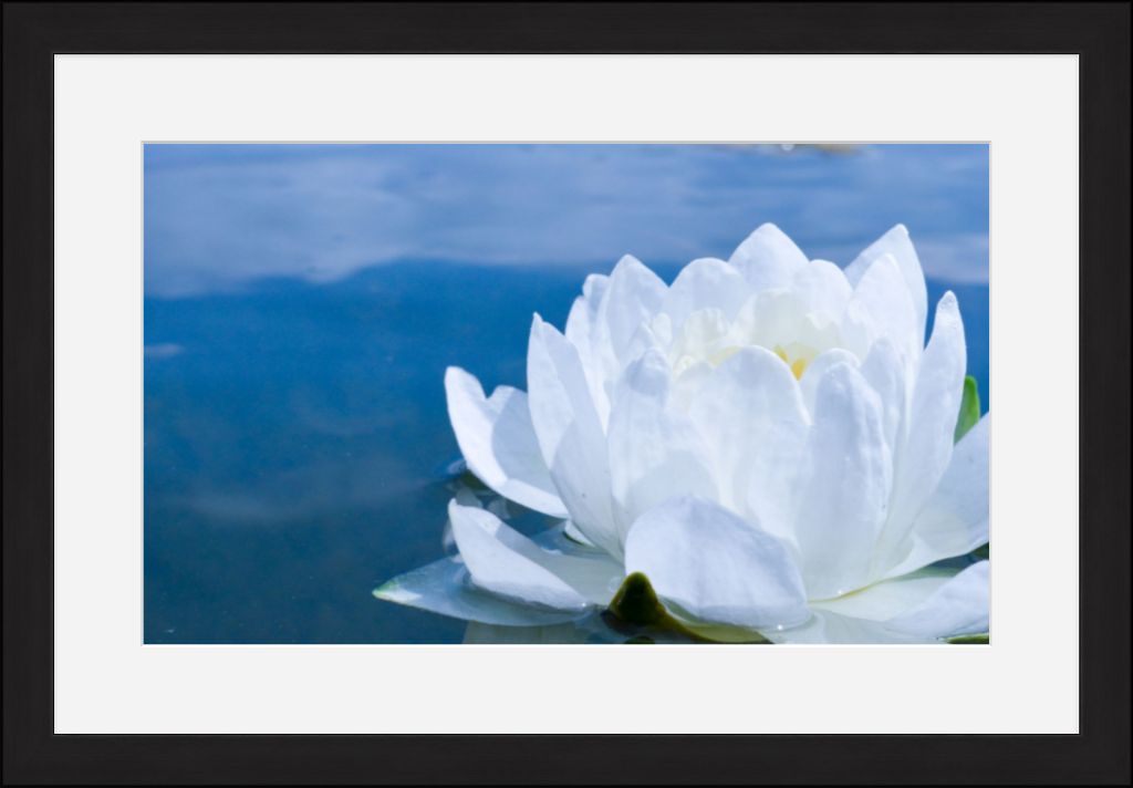 White Waterlily