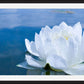 White Waterlily