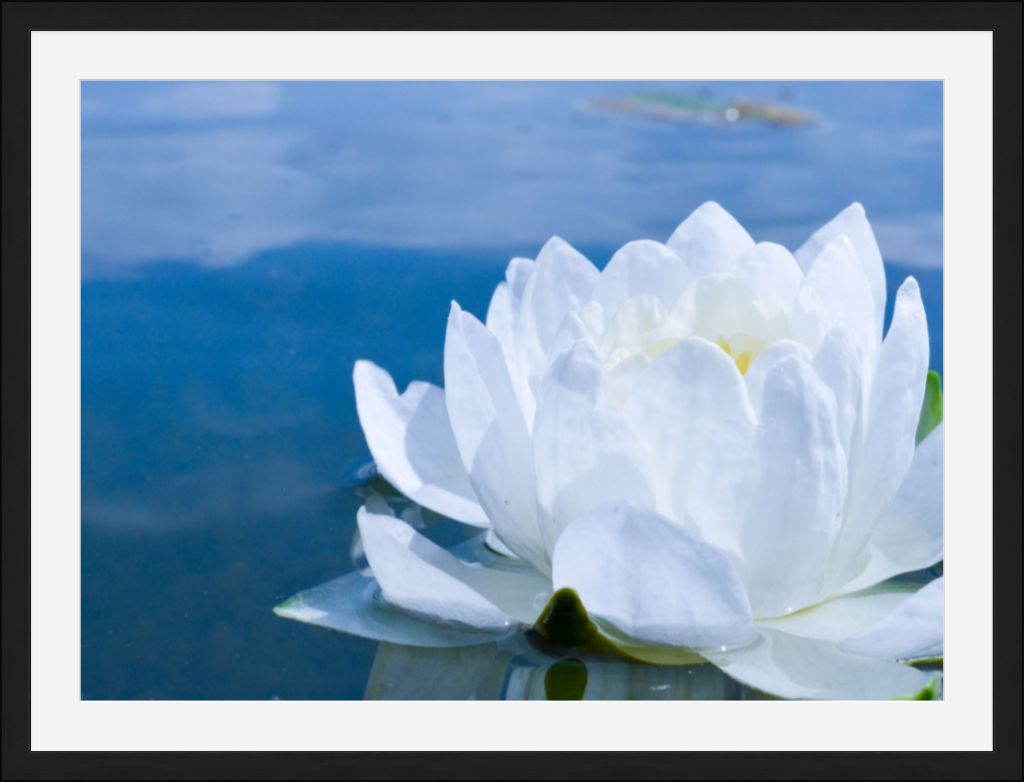 White Waterlily