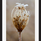 Winter Queen Anne's Lace