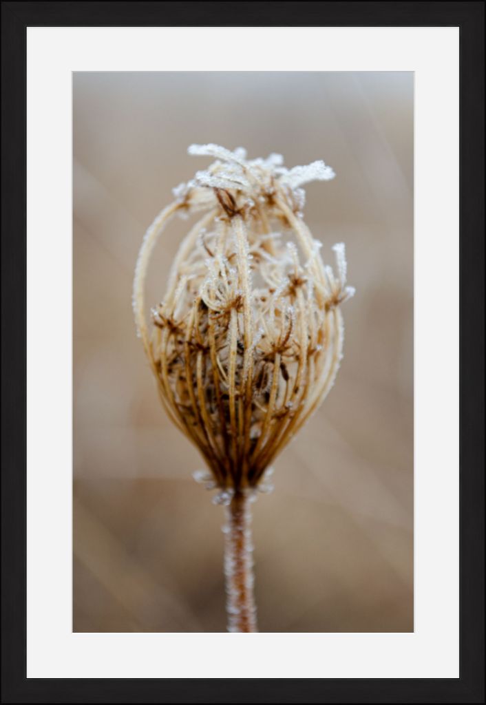 Winter Queen Anne's Lace