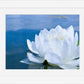 White Waterlily