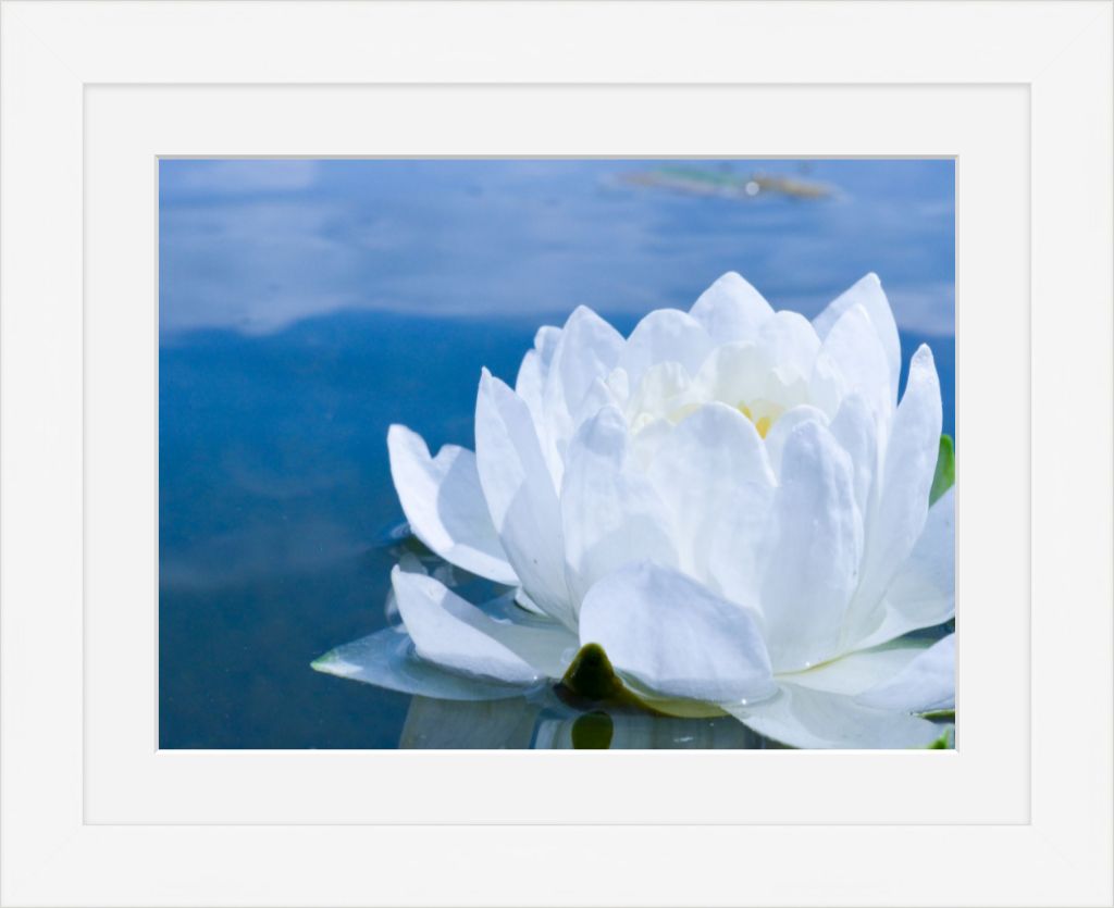 White Waterlily