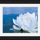 White Waterlily