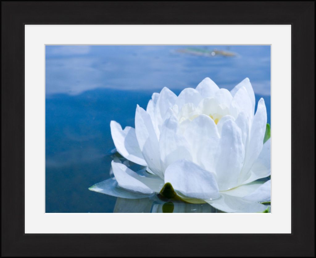 White Waterlily