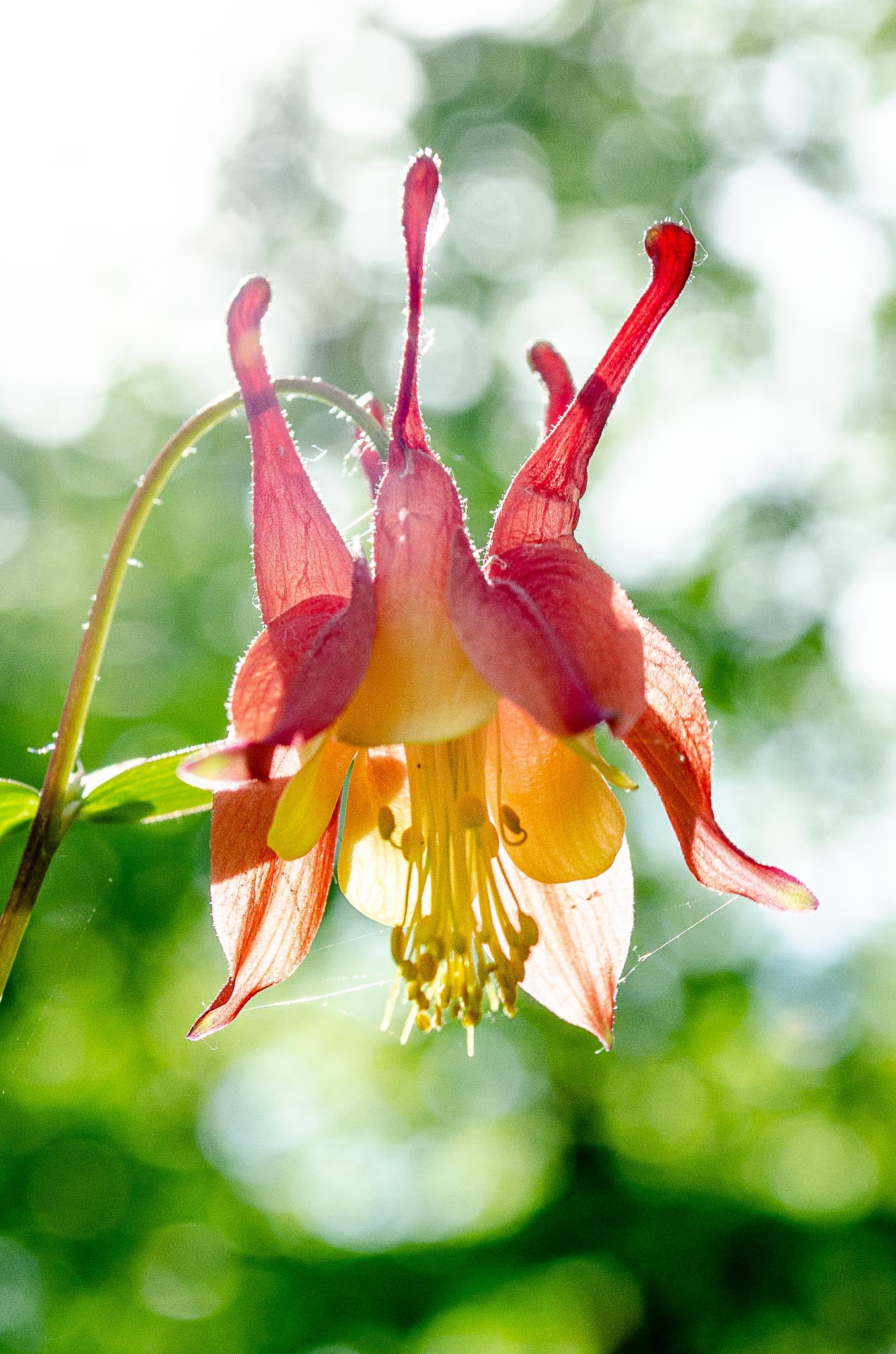 Wild Honeysuckle